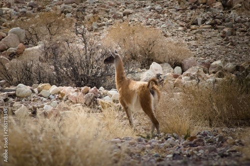 Guanaco (Lama guanicoe) spotted in the Aconcagua procincial park in Mendoza, Argentina.