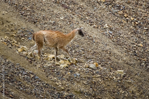 Guanaco (Lama guanicoe) spotted in the Aconcagua procincial park in Mendoza, Argentina.