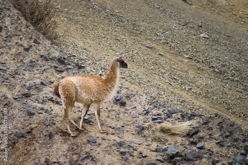 Guanaco (Lama guanicoe) spotted in the Aconcagua procincial park in Mendoza, Argentina.