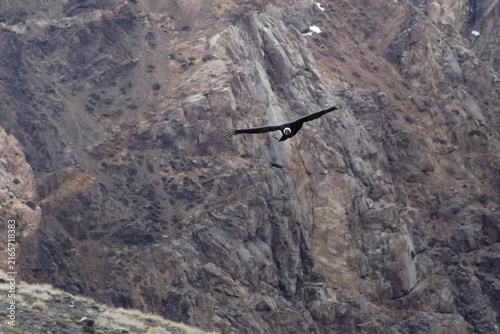 Majestic Andean condor (Vultur gryphus) in flight, spotted in the Aconcagua provincial park in Mendoza, Argentina.