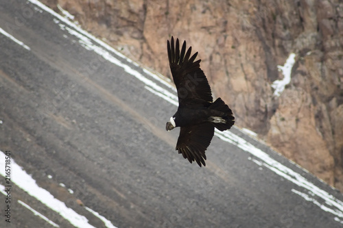 Majestic Andean condor (Vultur gryphus) in flight, spotted in the Aconcagua provincial park in Mendoza, Argentina.