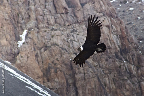 Majestic Andean condor (Vultur gryphus) in flight, spotted in the Aconcagua provincial park in Mendoza, Argentina.