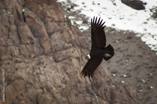 Majestic Andean condor (Vultur gryphus) in flight, spotted in the Aconcagua provincial park in Mendoza, Argentina.