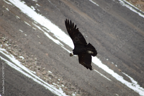Majestic Andean condor (Vultur gryphus) in flight, spotted in the Aconcagua provincial park in Mendoza, Argentina.