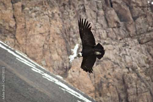 Majestic Andean condor (Vultur gryphus) in flight, spotted in the Aconcagua provincial park in Mendoza, Argentina.
