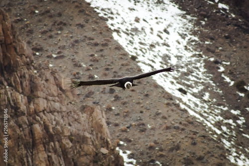 Majestic Andean condor (Vultur gryphus) in flight, spotted in the Aconcagua provincial park in Mendoza, Argentina.