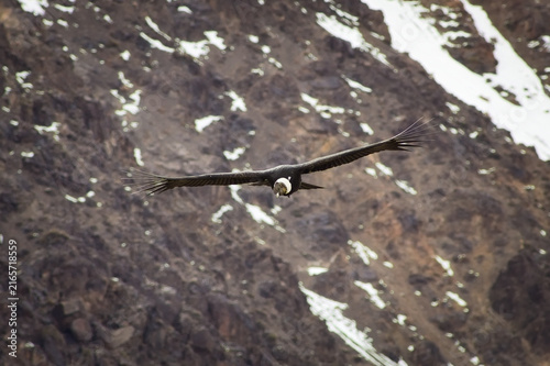 Majestic Andean condor (Vultur gryphus) in flight, spotted in the Aconcagua provincial park in Mendoza, Argentina.