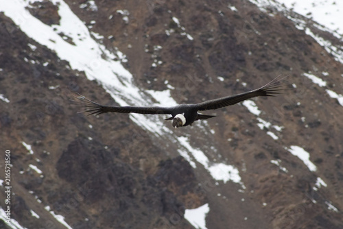 Majestic Andean condor (Vultur gryphus) in flight, spotted in the Aconcagua provincial park in Mendoza, Argentina.