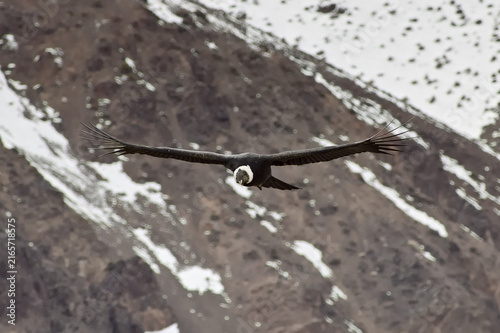 Majestic Andean condor (Vultur gryphus) in flight, spotted in the Aconcagua provincial park in Mendoza, Argentina.