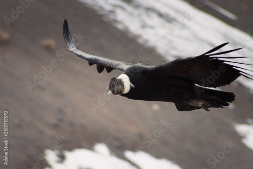 Majestic Andean condor (Vultur gryphus) in flight, spotted in the Aconcagua provincial park in Mendoza, Argentina.