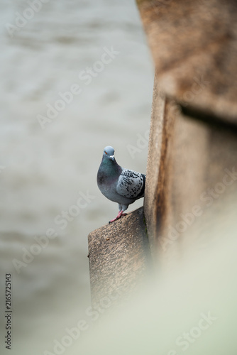 Photography Pigeon perched on a stone riverside wall in Vauxhall, London, with softly blurred water in the background