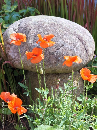 Mohnblumen vor Steinpilz