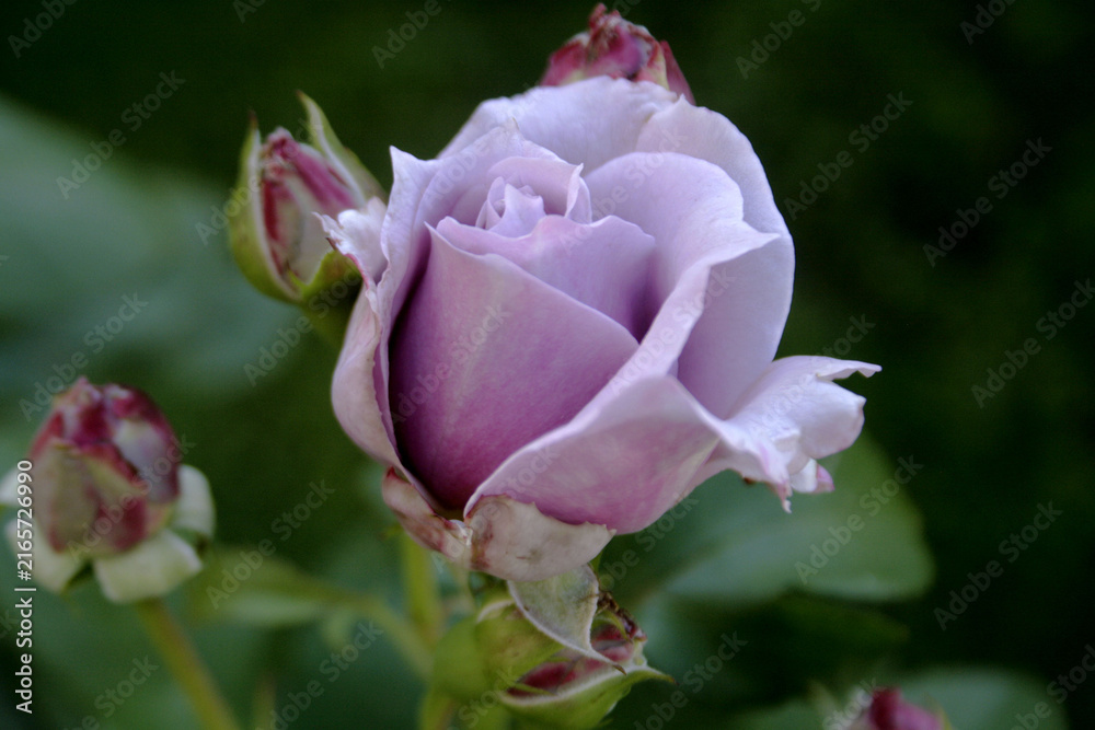 Fototapeta premium rose 