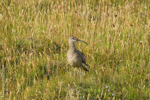 Photography The Eurasian whimbrel is a wader in the large family Scolopacidae