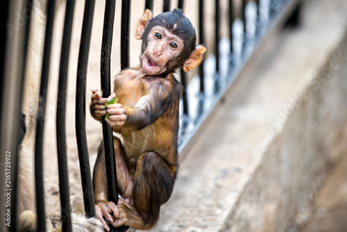 Canvastavla Young Barbary Macaque on the Rock of Gibraltar