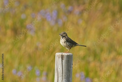 Photography The meadow pipit (Anthus pratensis) is a small passerine bird that breeds throughout much of the Palearctic, from south-eastern Greenland and Iceland
