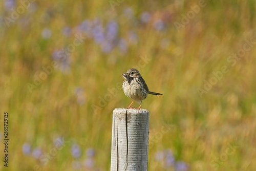 Canvas Print The meadow pipit (Anthus pratensis) is a small passerine bird that breeds throughout much of the Palearctic, from south-eastern Greenland and Iceland