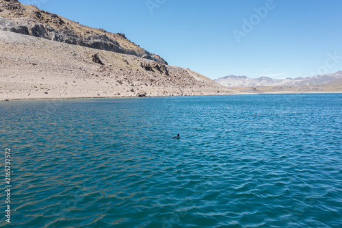 Foto Aves silvestres en laguna alta montaña Chile 06