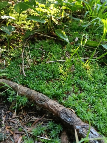 Dense green moss groundcover with tiny leaves, twigs, grass blades, and scattered rocks in sunlit forest garden, showing rich natural texture, layered growth, and thriving understory