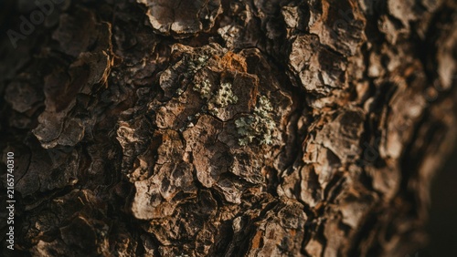 Extreme close up of rough textured tree bark with natural patterns.