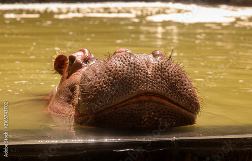 Photography Close Up Portrait of Hippopotamus Head Emerging From Water