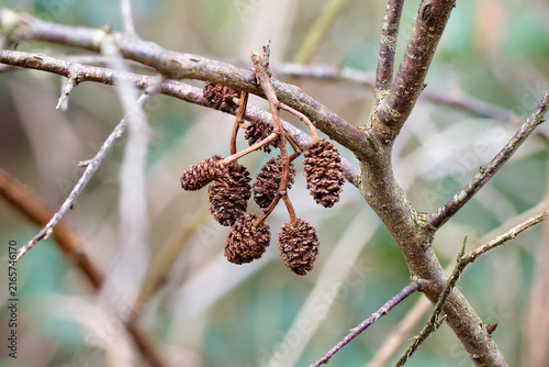 Foto Close-up of alder cones hanging from a branch.