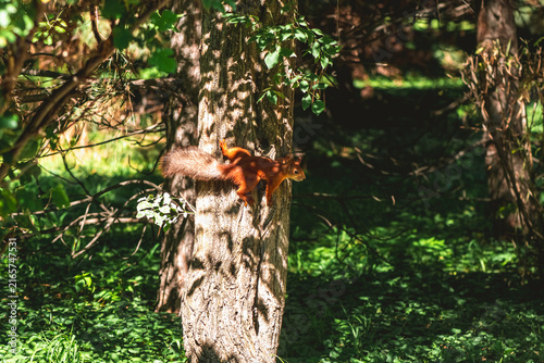Konstfotografi Red squirrel scaling a textured tree trunk