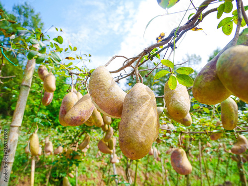 Canvastavla Wild Alpine Melons Hanging on Vines Ready for August Harvest Picking in Yunnan M