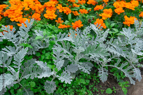 Obraz na plátně Silver dusty miller foliage and blooming orange marigolds, natural garden style,