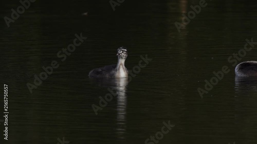 A juvenile A juvenile great crested grebe (Podiceps cristatus) preening its feathers