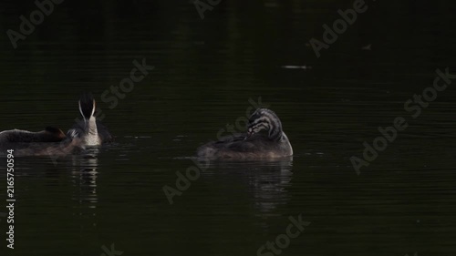 A juvenile A juvenile great crested grebe (Podiceps cristatus) preening its feathers