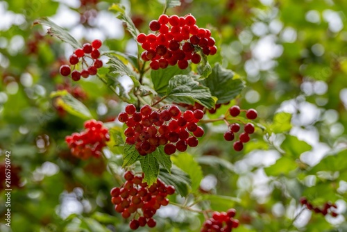 Obraz na plátně bright red berries and leaves of high bush cranberry viburnum opulus