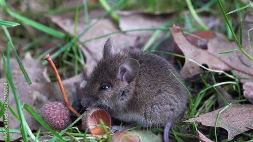 A wood mouse (Apodemus sylvaticus) eating a acorn