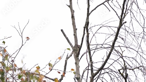 A male lesser spotted woodpecker (Dryobates minor) foraging in a birch in autumn