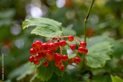 bright red berries and leaves of high bush cranberry viburnum opulus