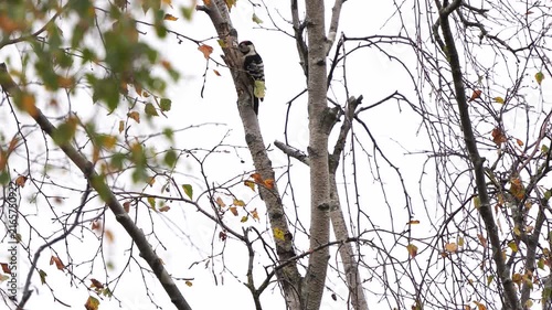 A male lesser spotted woodpecker (Dryobates minor) foraging in a birch in autumn.