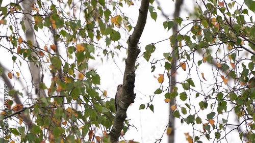 A male lesser spotted woodpecker (Dryobates minor) hiding behind a birch branch in autumn.