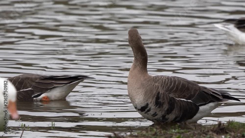 An adult greater white-fronted goose (Anser albifrons) standing on the standing on the bank of a pond and inspecting its surroundings