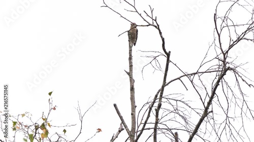 A male lesser spotted woodpecker (Dryobates minor) is perched on a tree branch in winter.