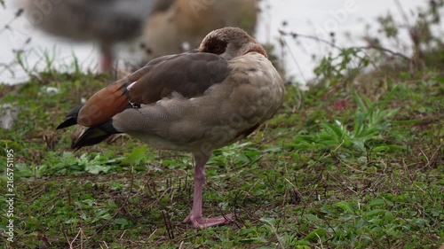 An adult Egyptian goose (Alopochen aegyptiaca) looking at you while it is sleeping.