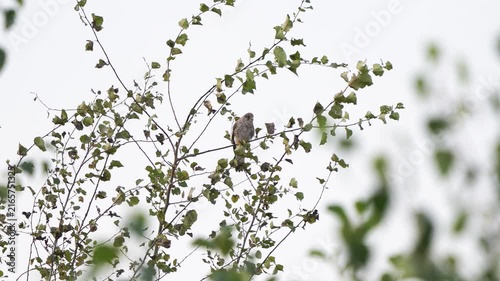 A female common kestrel (Falco tinnunculus) is perched on a tree branch in autumn