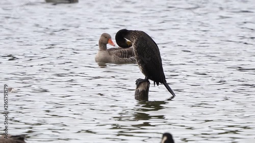 A great cormorant (Phalacrocorax carbo) preening its feathers while sitting on a wooden pole in the water and while other waterfowl is swimming around