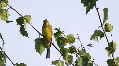 A male yellowhammer (Emberiza citrinella) is perched on a birch branch that is swaying back and forth in the wind..