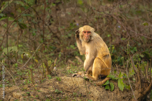 Rhesus macaque sits scratching ear with paw