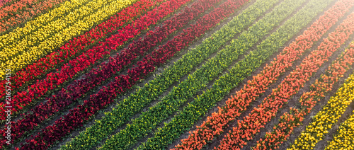 Tulip field rows in vibrant diagonal bloom captured from high angle with multicolored flowers in agricultural landscape for spring travel and floriculture background concepts