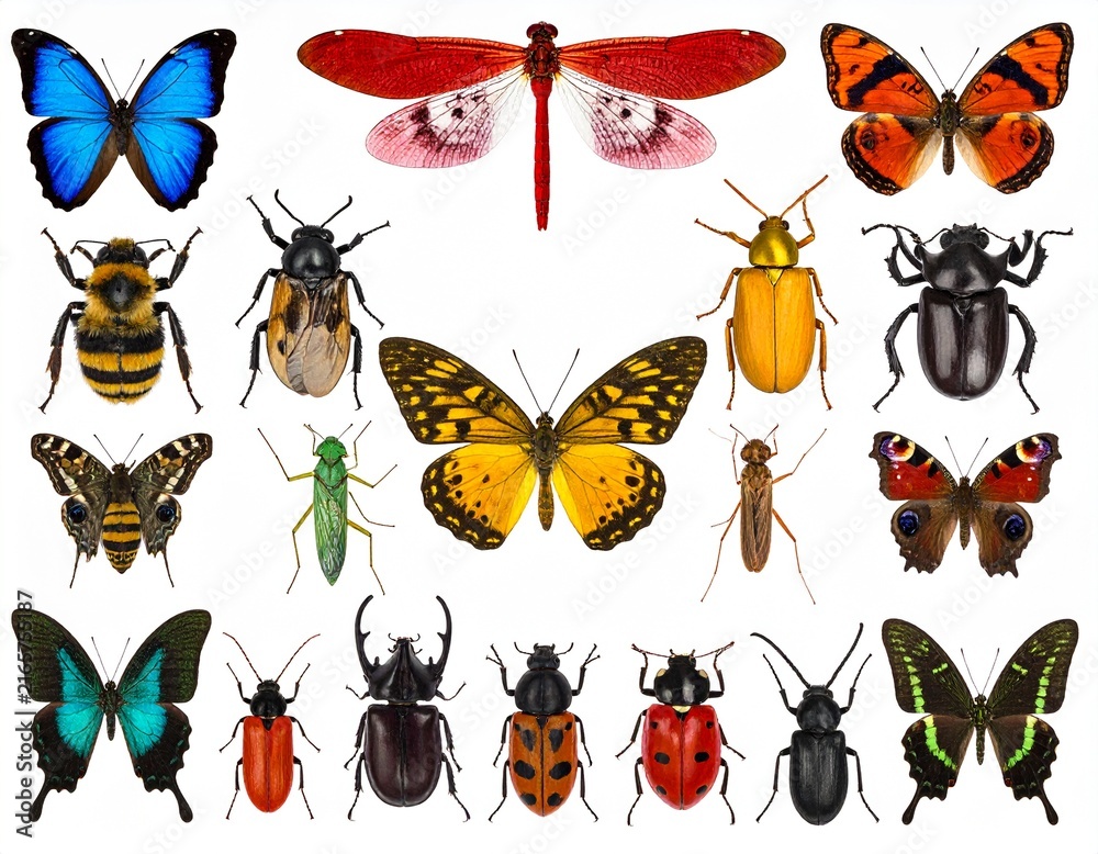 Obraz premium Exotic Insect Specimen