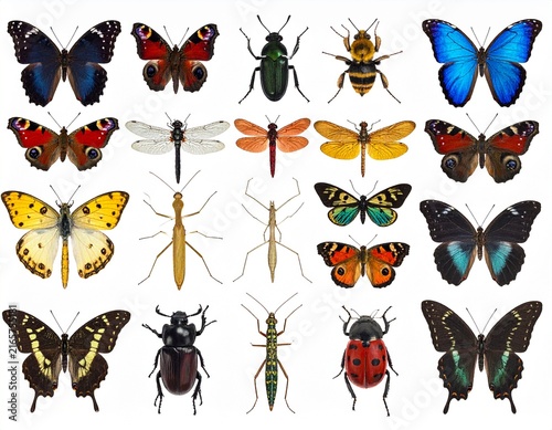 Exotic Insect Specimen Collection on White