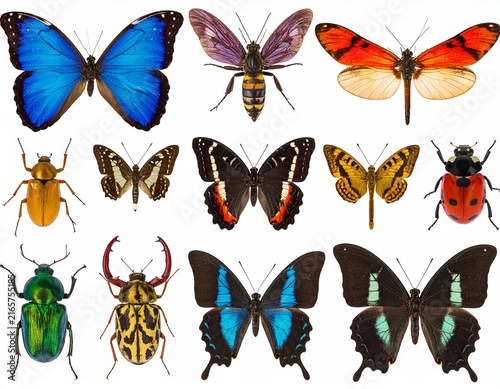 Exotic Insect Specimen Collection