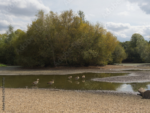 Geese stand beside a depleted woodland pond