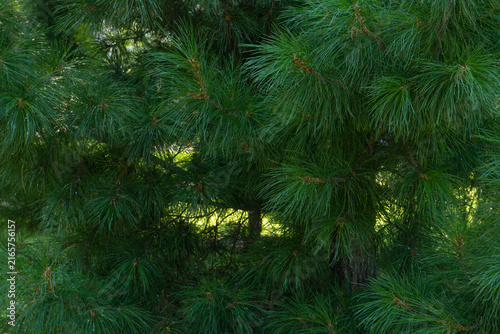 Foto Lush green Korean pine branches with long soft needles, natural forest style, de